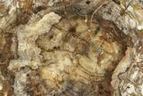 Colorful, Petrified Wood (Araucaria) Round - Madagascar #244621-1